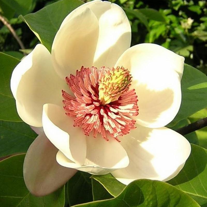 magnolia 