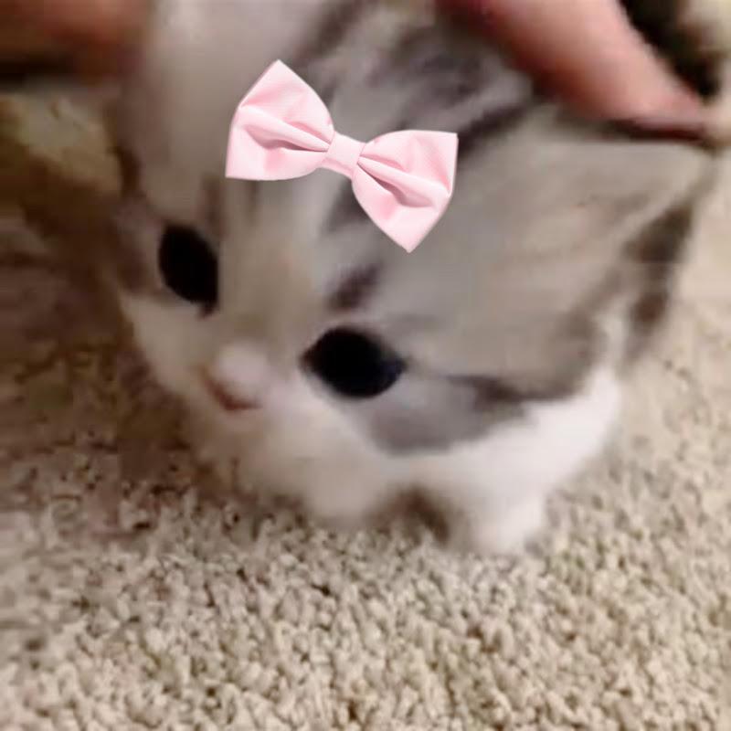 clara ♡