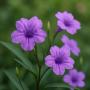 Ruellia asmr
