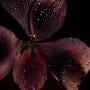 Midnight Orchid ASMR