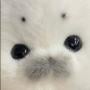hallo bunny asmr