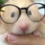 mousey asmr