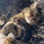 Purrr ASMR