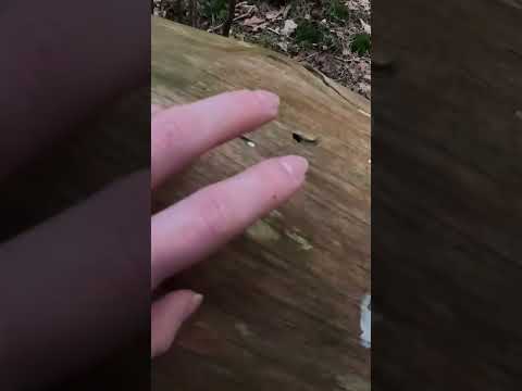 ASMR in the forest | click on the link above for the full video #shorts