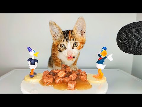 Cute Kitten ASMR Eating Wet Food 🐱🍲 | Relaxing Cat Eating Sounds