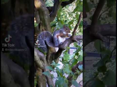 ASMR In The Park - There were so many Squirrels and Ducks!  🦆🌳🐿️#asmrvideos #relax #cuteanimals