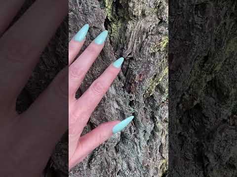 🌲 🌲 🌲 #naturesounds #shortvideos #mothernature #soothingsounds #asmrshorts #asmr #asmrsounds