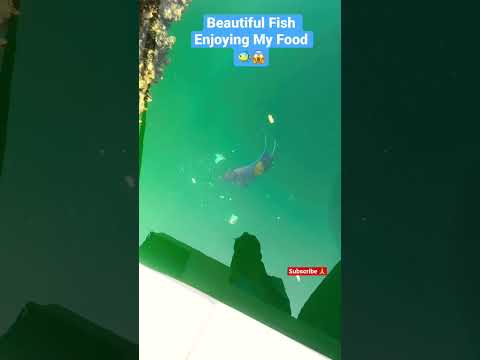 Beautiful Fish Enjoying My Food 🐠😱 #shorts #fish #food #enjoy #dubai