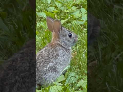 BABY BUNNY!!!!!!