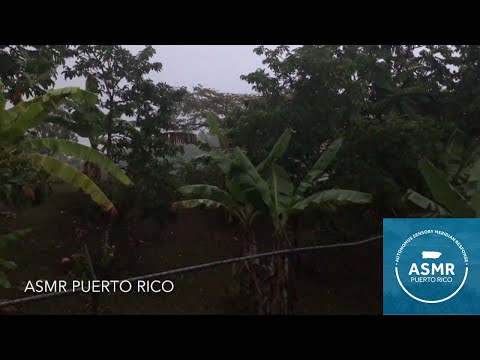 Evening Rainfall | Calm Puerto Rico Ambience | Peaceful ASMR Sounds