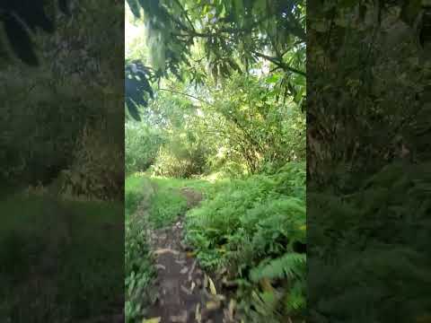 crunchy asmr sounds in nature 💚 #triggersforsleep #asmrtriggers