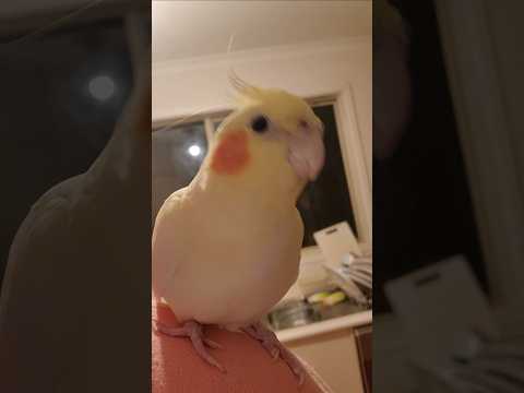late night banana bread baking with my bird #asmr #cockatiel #birds #fyp #viral #asmrsounds #baking