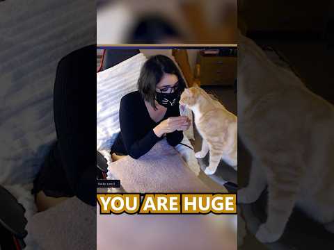 Gluttonous Cat Demands Treats ASMR Stream | Sulkycats