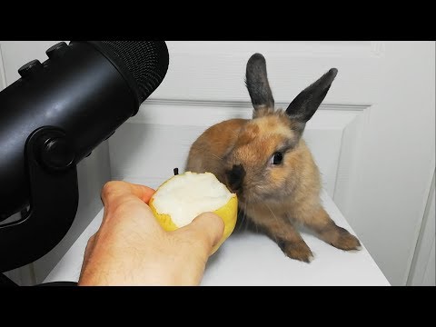 Rabbit Eating Pear ASMR