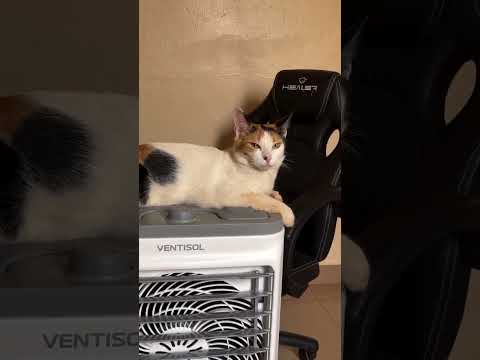 Lindt tá se sentindo em um spa 🧖 ♀️ 🤣🤣🤣 #pets #gato #fyp #gatitos  #cat #petsfofinhos #gatos