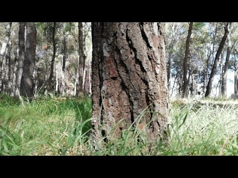 Nature ASMR: Sounds of the Forest