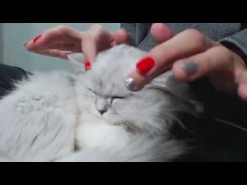 Cat Purring ASMR, 고양이 얼굴 마사지와 그르릉 사운드~!