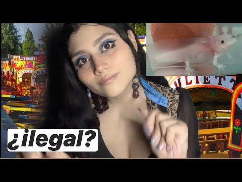 🚫¿Mi mascota es PROHIBIDA?🚫 te cuento sobre ella- María ASMR