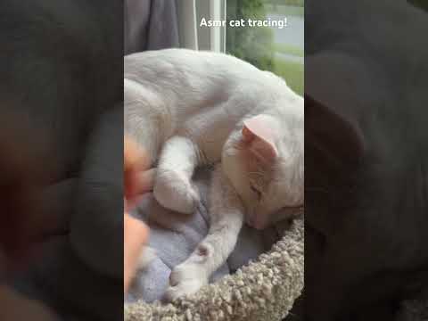 ASMR cat tracing! #lofiasmr #lowqualityasmr #beginnerasmr #asmr #asmrsounds