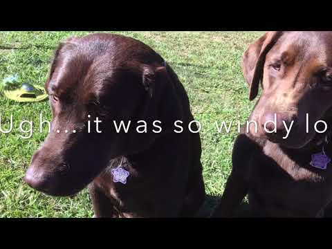 My Dogs Try ASMR!