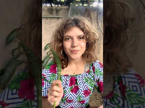 Benzedeira!  #asmr #relax #asmrroleplay #tapping #fy #dormir #asmrvideo  #pov #foryou