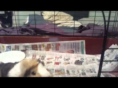 GUINEA PIG DOES TRICKS HE SO CUTE !