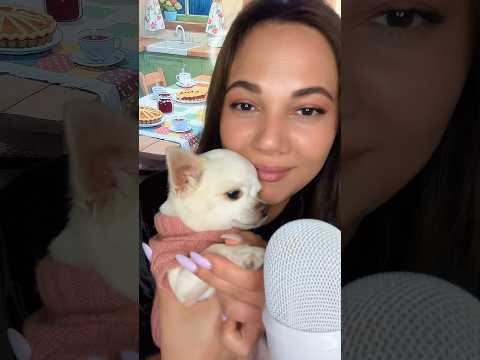 Molly’s nails 💅🏻  #asmr #hsyasmr #chiuahua #nails #relax