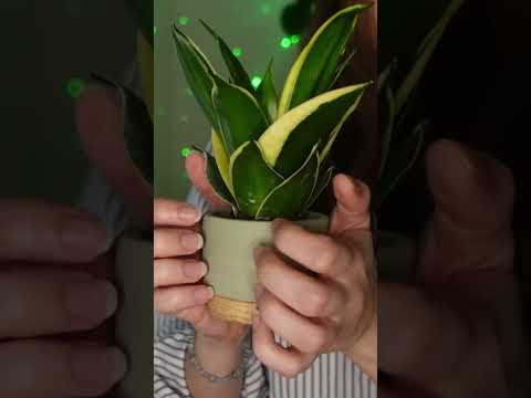 Plant Tapping #asmr #tingles