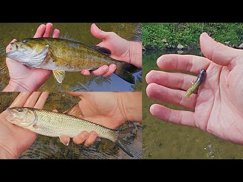 ASMR: 1st Time Micro Finesse Fishing with a Ned Rig on Ultralight 2lb Test / Catching Multi Species