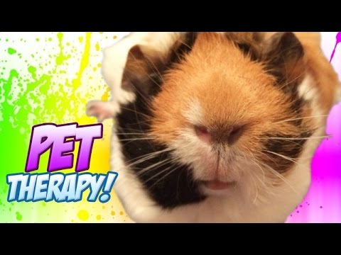 ASMR Animal Petting 🐹