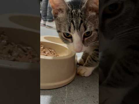KITTEN EATING SO CUTE💕 #asmr #cat
