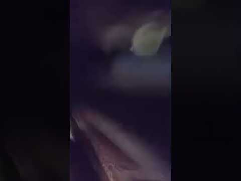 Лучший момент трансляции #прикольныекоты #видосыоткота #ootd #веселыекоты #outfit #смешнойшортс #рек