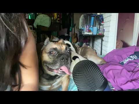 ASMR| Puppy ASMR