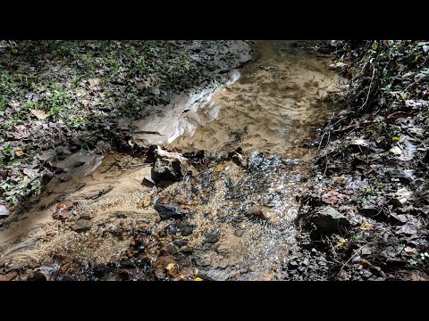 ASMR Hiking Binaural Sunny Early Fall Hike with Crunchy Footsteps