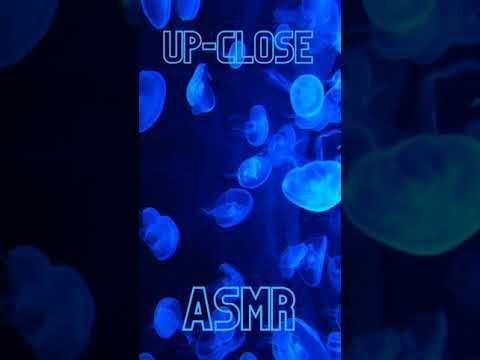 ASMR jellyfish facts binaural #Shorts