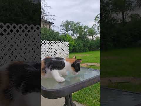 Jaydyns sister (spooky) aka spooks