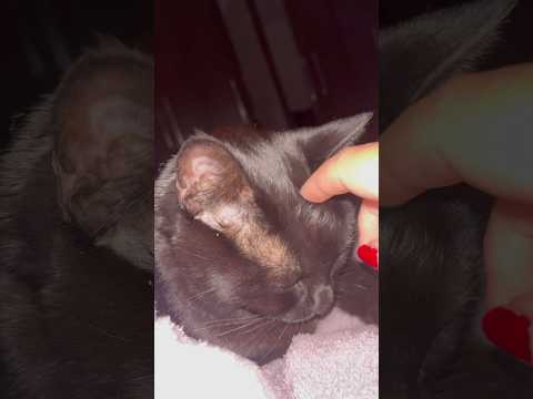 Asmr na minha gatinha 🐈‍⬛ #asmr #relax #tingles #sonsdeboca #cat