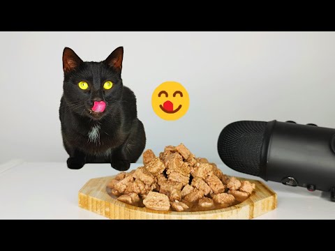 Cat Eating Tuna Fish Cat Food ASMR