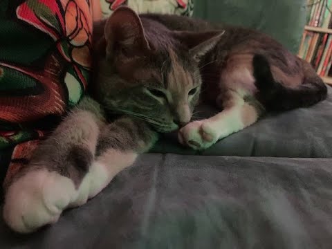 Cat purring you to sleep with fluffy mic  😴🐱 ASMR| #asmr #cats #fluffymic