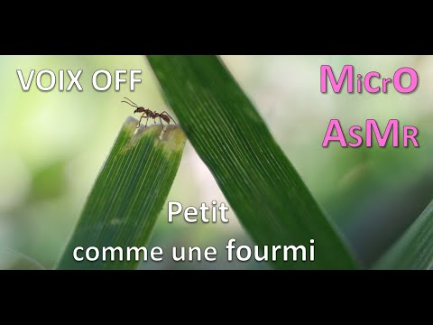 ASMR dans la peau d'une fourmi - bruits nature, oiseaux - avec voix