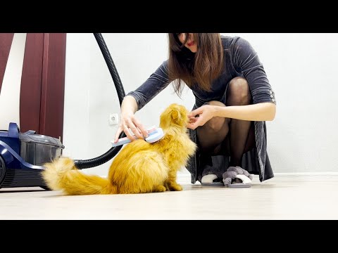 Brushing the cat with a brush. How I cleaned my cat's fur with a brush