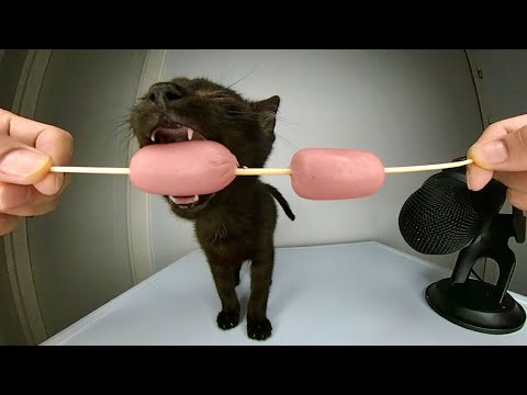 Funny Kitten eating Sausage ASMR