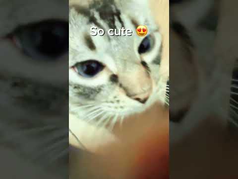 ASMR With My #asmr #asmrcommunity Cat 🐱