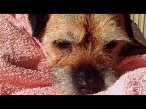BORDER TERRIER    💗