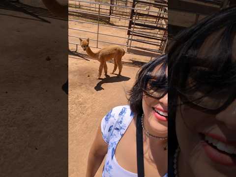 Would you have one on your farm? lunch Tomasitas #mexicanfoodblogger #foodie #newmexico #alpaca