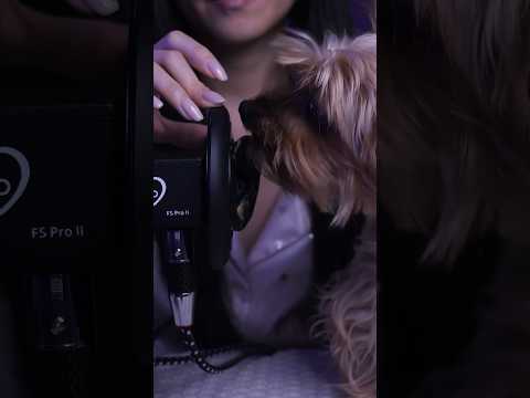 #asmr Dog tickling your ears