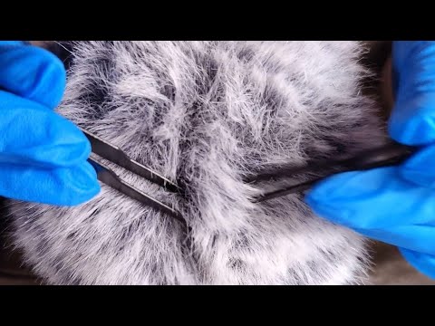 ASMR Sensitive scalp exam and head massage for tingles ASMR (w/ the Blue Yeti)