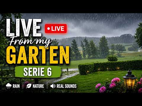 🔴 LIVE Heavy Rain in My Garden – Series #7 🌧️ Real Nature Sounds for Sleep & Relaxation