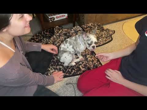 Dog ASMR- treats, bag crinkles, whispering, sniffing sounds 🐶