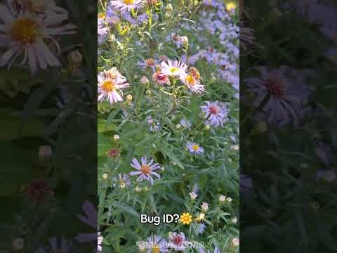 ASMR Insect & Flower Ambience for Relaxation 🐝 #asmrsounds #naturesounds #insects
